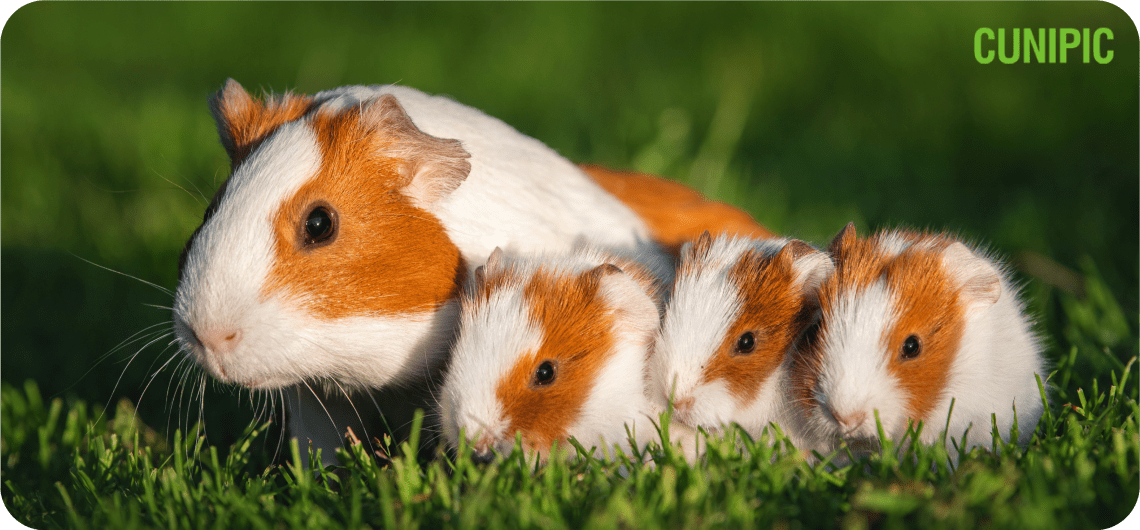 Improving survival rates in newborn guinea pigs