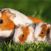 How to breed self breed guinea pigs