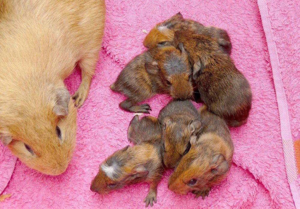 Improving survival rates in newborn guinea pigs