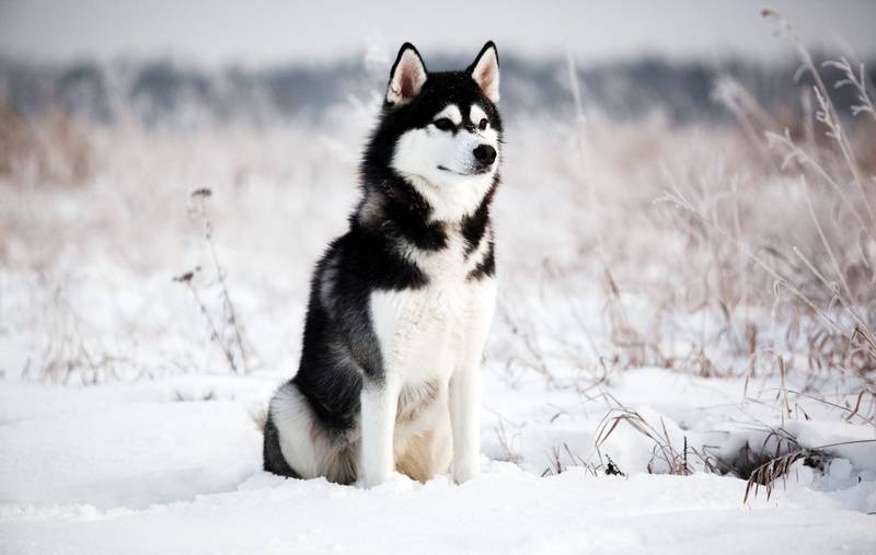 Northern Inuit Dog on the snow