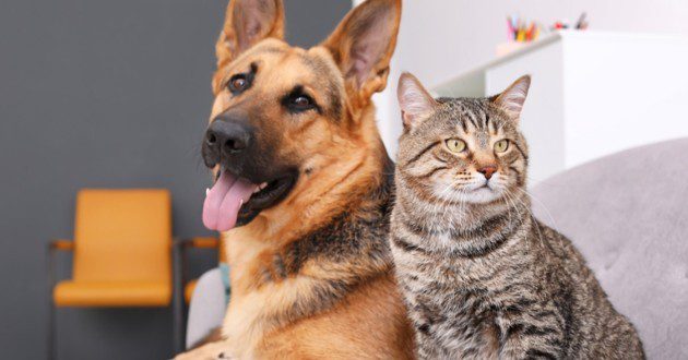 In most cases, cats are given or found when dogs are bought.