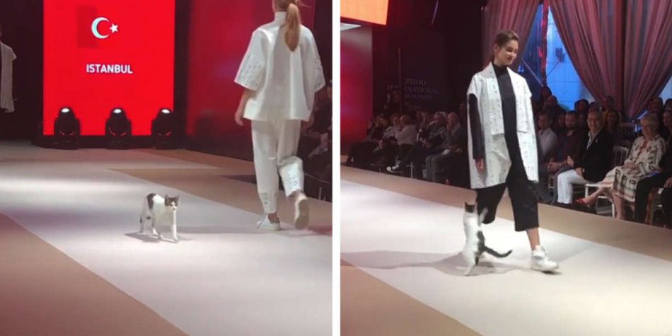 In Turkey, the cat took part in a fashion show