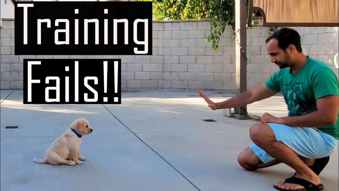 Incorrect puppy training
