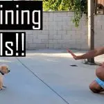 Incorrect puppy training