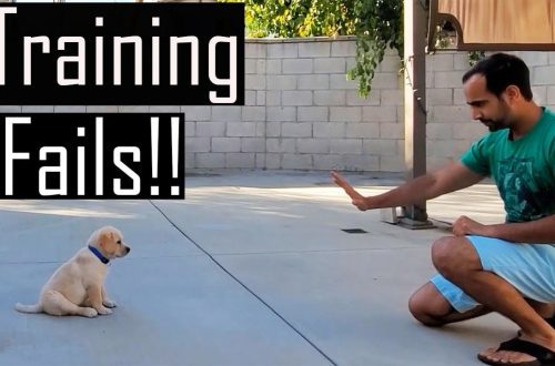 Incorrect puppy training
