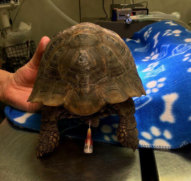 Inserting a catheter into a turtle