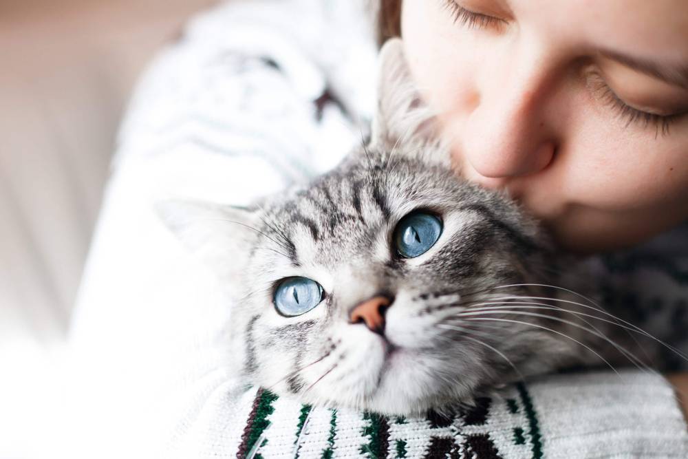 Interesting facts about cats with blue eyes