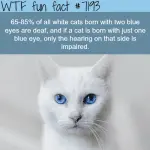 Interesting facts about cats with blue eyes