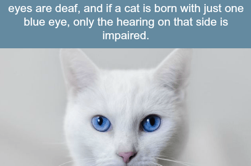 Interesting facts about cats with blue eyes