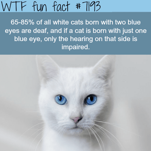 Interesting facts about cats with blue eyes