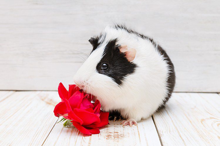 Interesting facts about guinea pigs