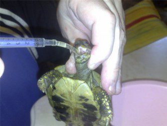 Introduction of a probe to a turtle