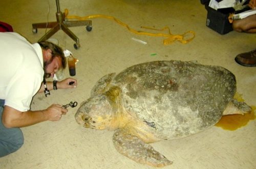 Introduction of a probe to a turtle