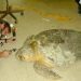 Force feeding turtles