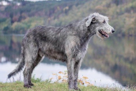 Wolfhound Irlandese