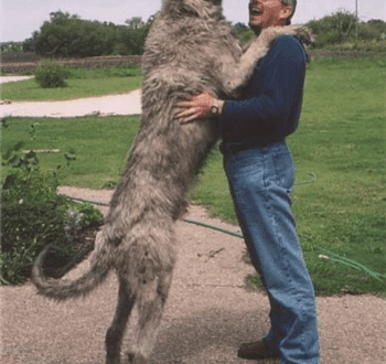 Irish wolfhounds and their amazing size