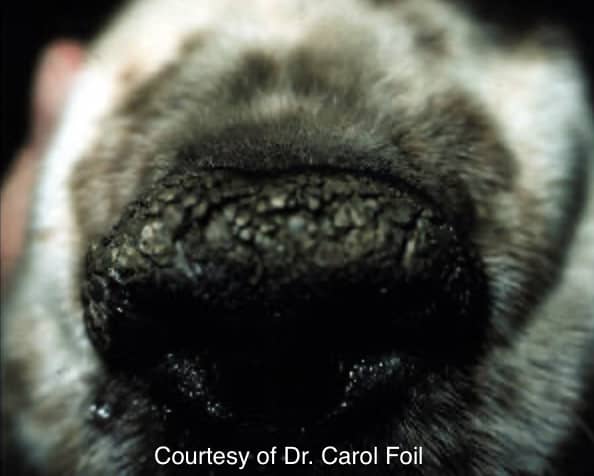 Is a dog&#8217;s dry nose a sign of illness?