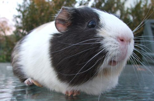 Is it possible for a guinea pig