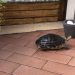 Chinese trionics: turtle care features