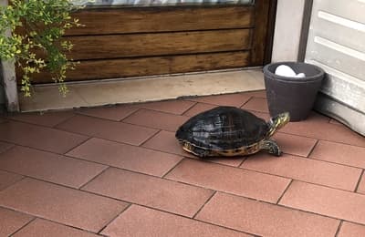 Is it possible for a red-eared turtle to walk around the apartment?