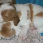 Is it possible to feed a newborn puppy with cow’s milk