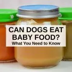 Is it possible to feed a puppy baby food