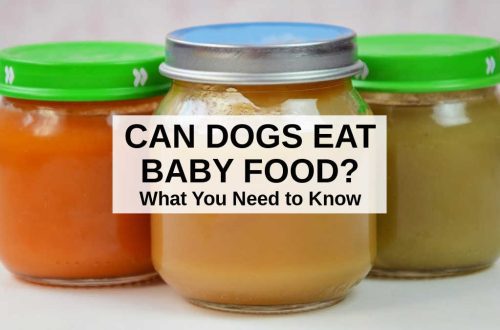 Is it possible to feed a puppy baby food