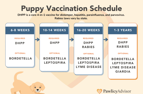 Is it possible to feed a puppy before the first vaccination