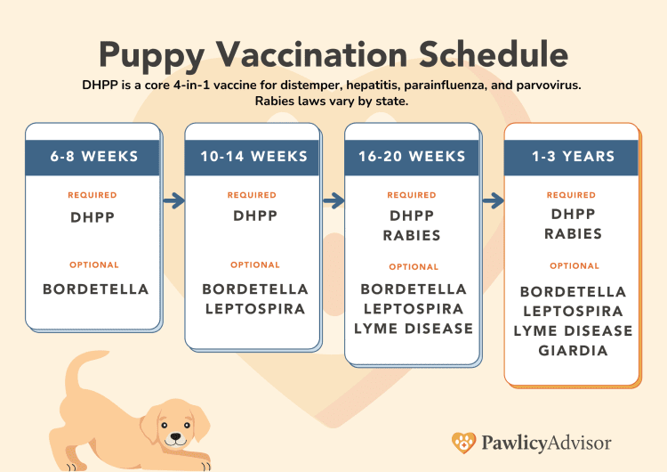 Is it possible to feed a puppy before the first vaccination