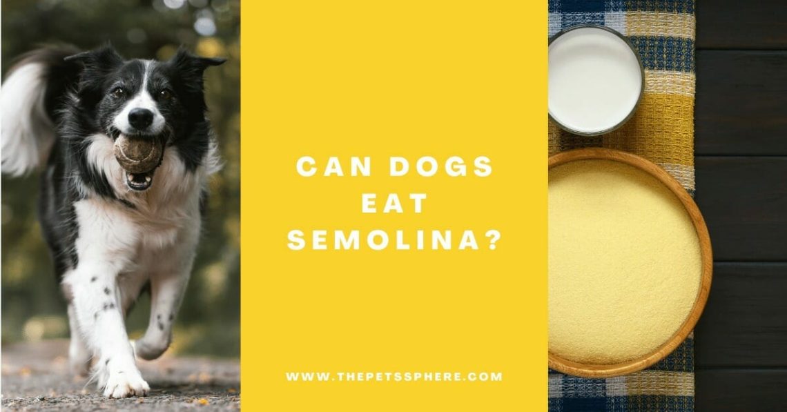 Is it possible to feed a puppy semolina porridge