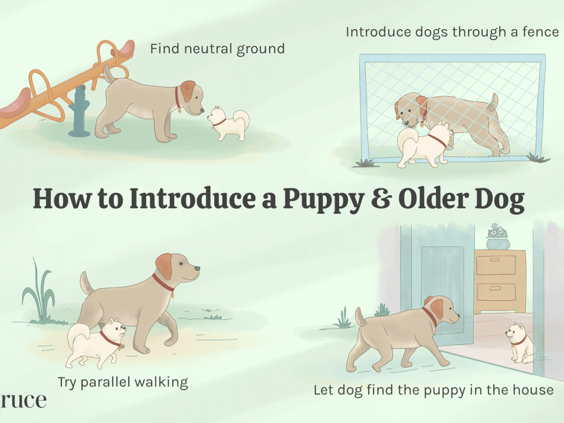 Is it possible to raise an adult dog