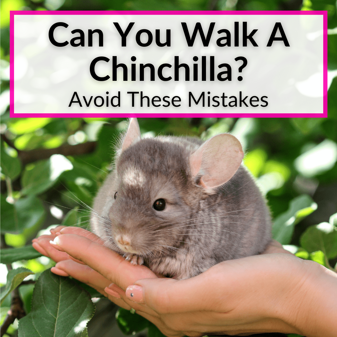 Is it possible to walk with a chinchilla on the street?