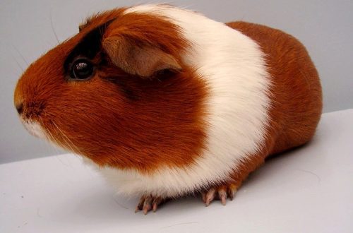 Is it worth getting a guinea pig?