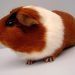 Guinea pigs at home: all the pros and cons