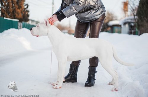 Is it worth it to start a Dogo Argentino: pros and cons