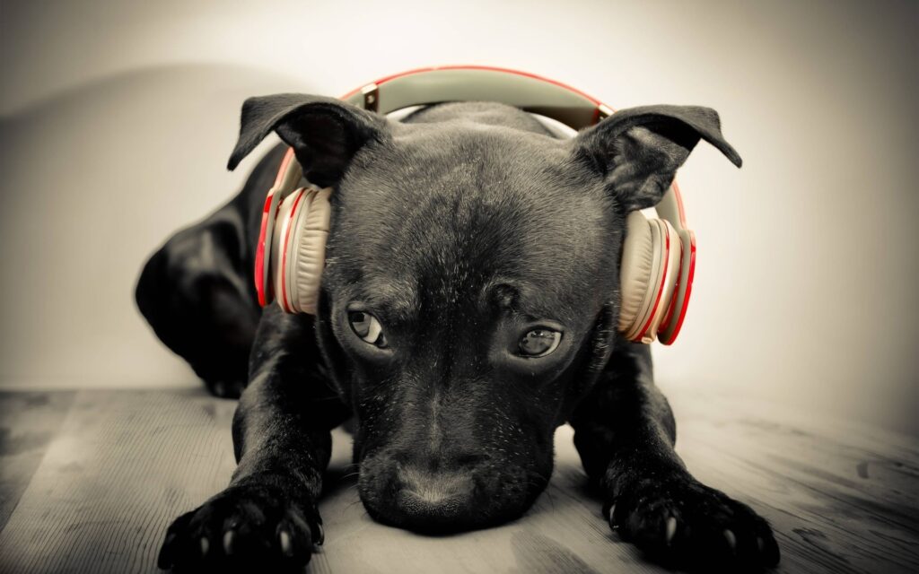 Is loud music bad for dogs?