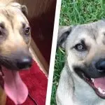 Is my dog ​​smiling or panting?