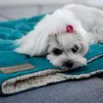 Is the dog offended