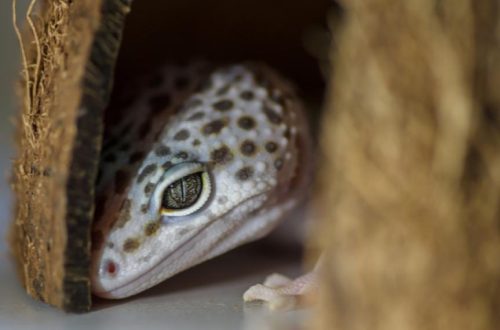 Is the lizard sick? How to recognize the disease.