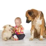 Is the owner’s dog jealous of other dogs?