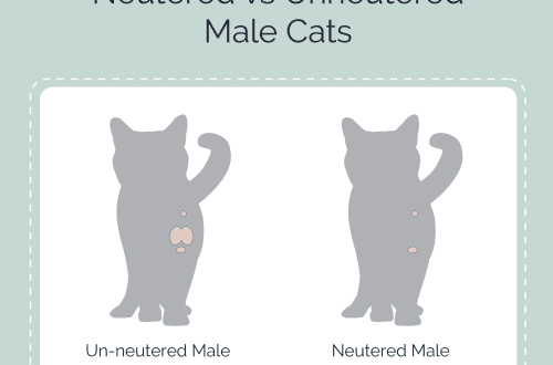 Is the training of castrated and uncastrated males different?