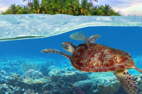 Islet or shore for aquatic turtles