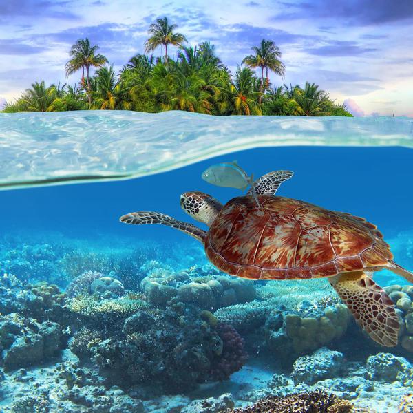 Islet or shore for aquatic turtles