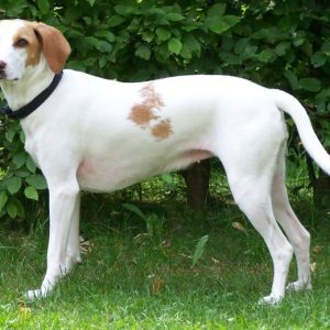 Istrian short-haired hound