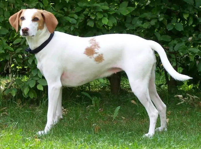 Istrian short-haired hound