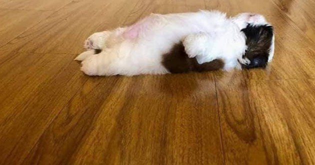 Its so cute... Shih Tzu puppy sleeps on his back like a human!
