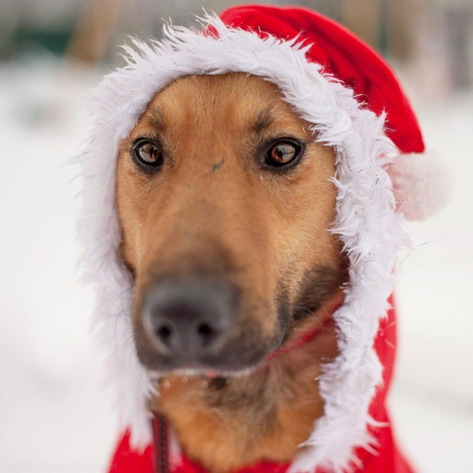 Its time to decorate not only the Christmas tree, but also your pets!