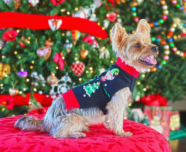 Its time to decorate not only the Christmas tree, but also your pets!