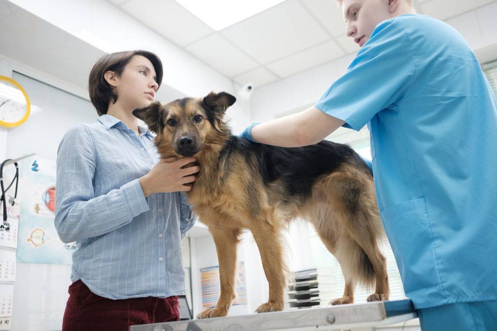 Jade in dogs: treatment and symptoms