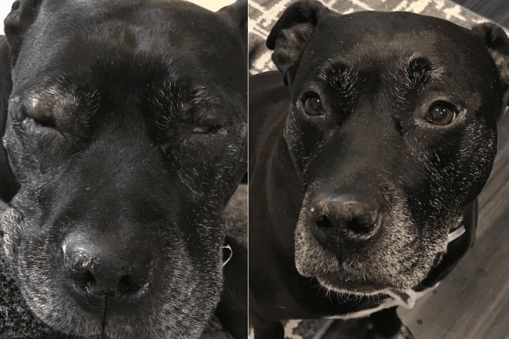 Jade kutyákban: kezelés és tünetek